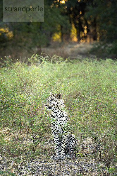Leopard (Panthera Pardus)  Sambia  Afrika
