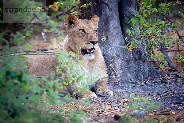Ruhender Löwe  Chobe-Nationalpark  Botsuana  Afrika
