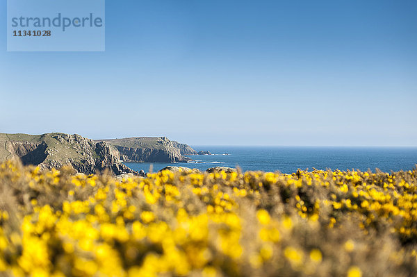 Mit Ginster bewachsene Klippen entlang der kornischen Küste in der Nähe von Land's End am westlichsten Punkt der britischen Inseln  Cornwall  England  Vereinigtes Königreich  Europa