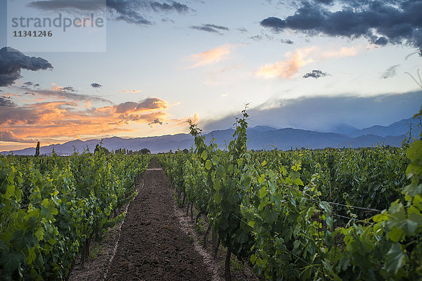 Malbec-Weinberge am Fuße der Anden im Uco-Tal bei Mendoza  Argentinien  Südamerika