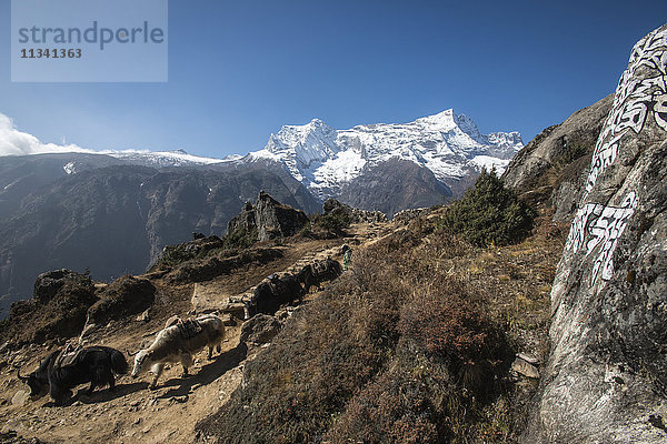 Yaks machen sich auf den Weg vom Everest-Basislager  um weitere Vorräte zu sammeln  mit dem Gipfel des Kongde in der Ferne  Nepal  Himalaya  Asien