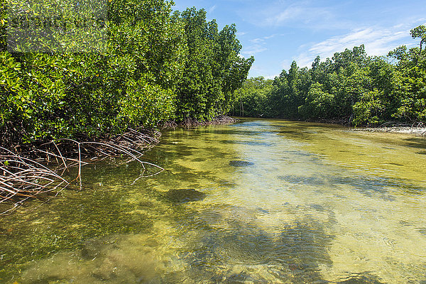 Stachelrochen beim Schwimmen im kristallklaren Wasser der Utwe-Lagune  UNESCO-Biosphärenreservat  Kosrae  Föderierte Staaten von Mikronesien  Südpazifik
