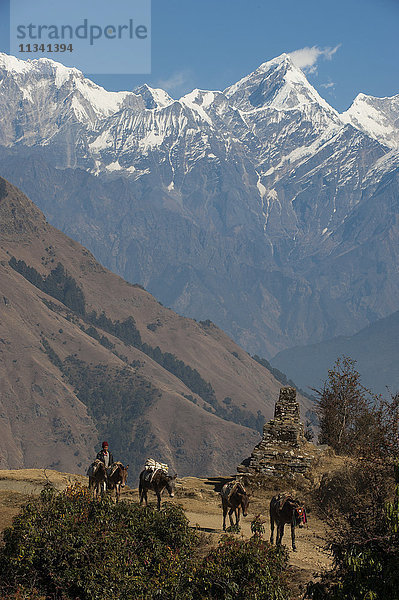 Pferde  die Vorräte in die und aus der Manaslu-Region transportieren  machen sich auf den Heimweg  mit Blick auf den Ganesh Himal in der Ferne  Nepal  Himalaya  Asien