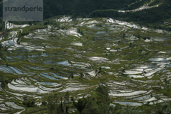 Diese über Hunderte von Jahren von den Hani angelegten Terrassen in Yunnan erstrecken sich über eine Fläche von etwa 12500 Hektar  Yuanyang  Provinz Yunnan  China  Asien