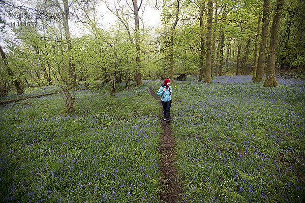 Eine Frau geht durch einen von Glockenblumen umgebenen Wald in der Nähe von Grasmere  Lake District  Cumbria  England  Vereinigtes Königreich  Europa