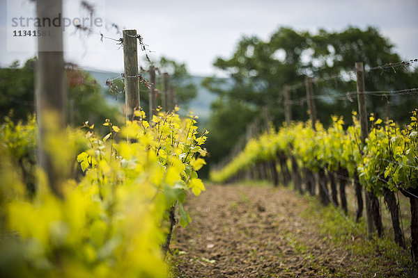 Ein Weinberg in Sussex  England  Vereinigtes Königreich  Europa