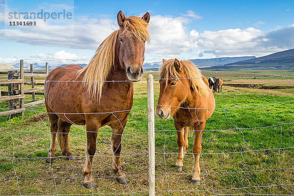 Ein erwachsenes und ein junges Islandpferd auf einem Feld im ländlichen Island  Polarregionen