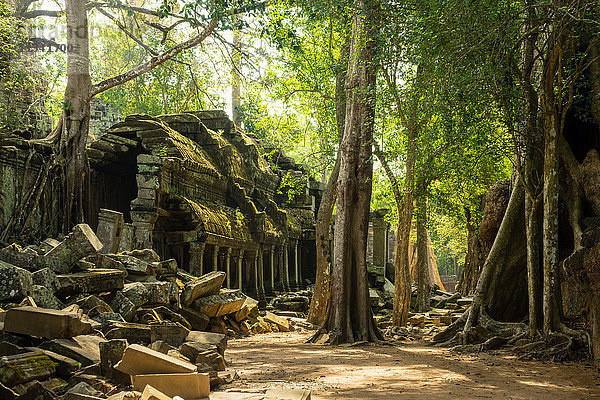 Der Dschungel verbirgt die antiken Ruinen von Ta Prohm im Angkor-Nationalpark  Angkor  UNESCO-Weltkulturerbe  Siem Reap  Kambodscha  Indochina  Südostasien  Asien