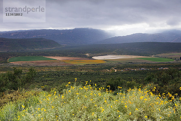 Kornkreise  Cederberg Wilderness Area  Westkap  Südafrika  Afrika
