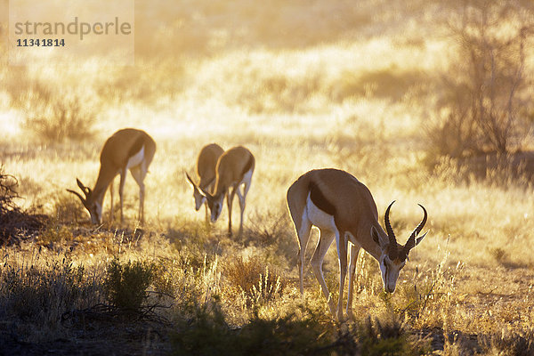 Springbock (Antidorcas marsupialis)  Kgalagadi Transfrontier Park  Kalahari  Nordkap  Südafrika  Afrika