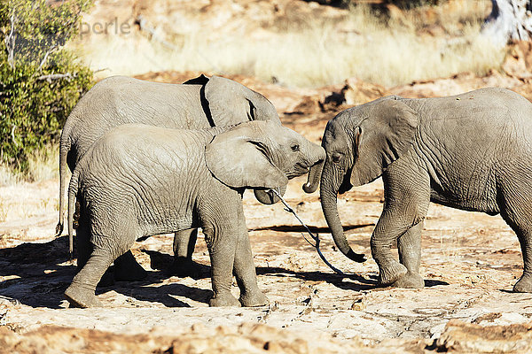 Afrikanischer Elefant (Loxodonta Africana)  Mapungubwe-Nationalpark  UNESCO-Welterbestätte  Limpopo  Südafrika  Afrika