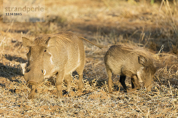 Gewöhnliches Warzenschwein (Phacochoerus africanus)  Krüger-Nationalpark  Südafrika  Afrika