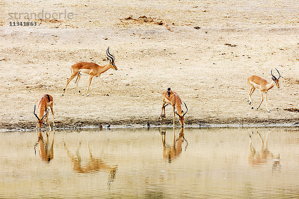 Impala (Aepyceros melampus) an einem Wasserloch  Kruger National Park  Südafrika  Afrika