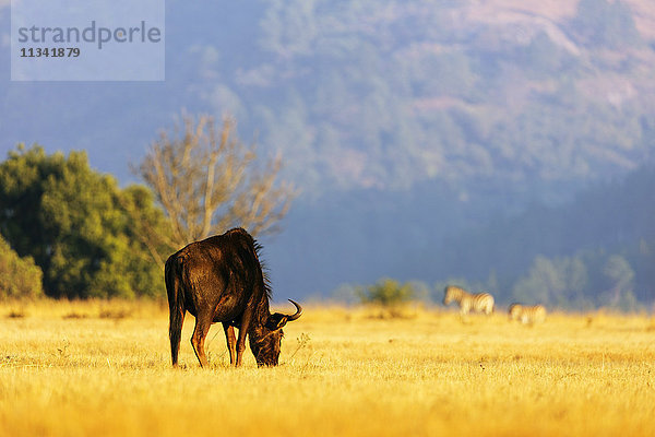 Streifengnu (Connochaetes taurinus)  Mlilwane Wildlife Sanctuary  Swasiland  Afrika