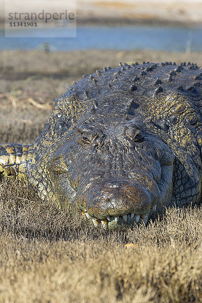Nilkrokodil (Crocodylus niloticus)  Chobe-Fluss  Botsuana  Afrika