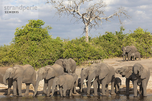 Afrikanische Elefanten (Loxodonta africana) beim Trinken am Fluss  Chobe River  Botswana  Afrika