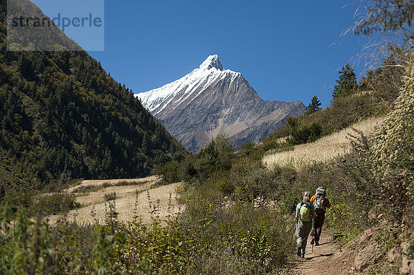 Wanderung durch Weizenfelder im Kagmara-Tal mit dem ersten Blick auf den Lhashama in der Ferne  Dolpa-Region  Himalaya  Nepal  Asien