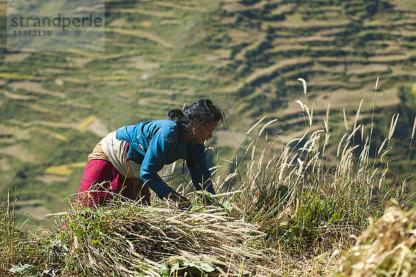 Eine Frau im Juphal-Tal erntet Gras für die Tiere  Nepal  Asien