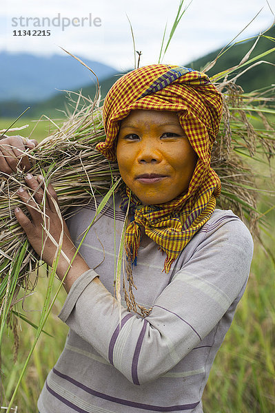Eine Frau trägt einen natürlichen Sonnenschutz  wahrscheinlich aus Sandelholz  und erntet Reis auf einem Reisfeld  Manipur  Indien  Asien
