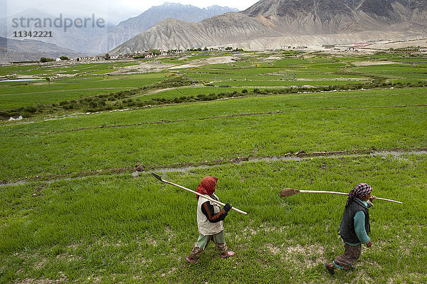 Bäuerinnen tragen Bewässerungsgeräte wie kleine Spaten  mit denen sie das kostbare Wasser zu ihren Feldern leiten  Ladakh  Indien  Asien