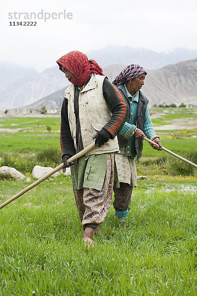 Frauen arbeiten mit Bewässerungsgeräten  um den Wasserfluss in ihrem Weizenfeld zu regulieren  Ladakh  Indien  Asien