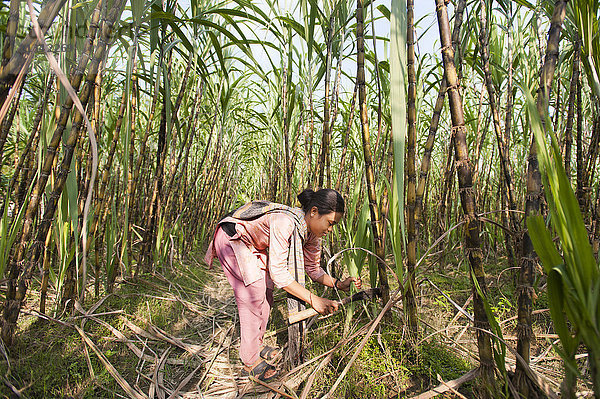 Ein Mädchen entfernt die Blätter vom Bambus  Chittagong Hill Tracts  Bangladesch  Asien