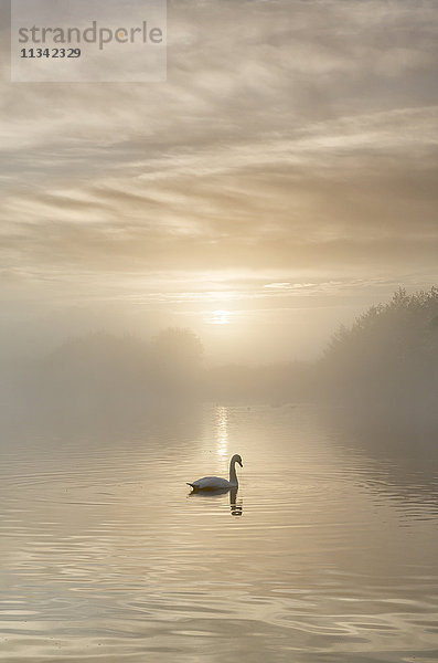 Schwan auf nebligem See bei Sonnenaufgang  Clumber Park  Nottinghamshire  England  Vereinigtes Königreich  Europa
