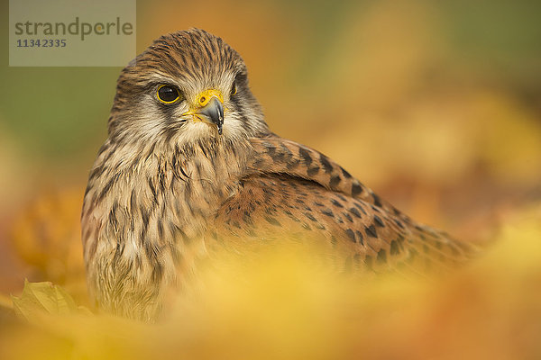 Turmfalke (Falco tinnunculus)  im Herbstlaub  Vereinigtes Königreich  Europefoliage.