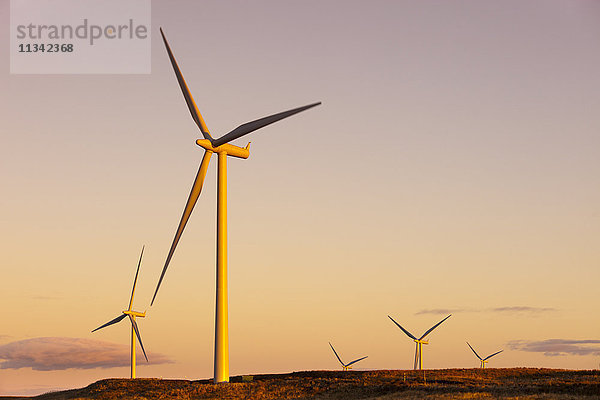 Windkraftanlagen bei Sonnenuntergang  Windpark Whitelee  East Renfrewshire  Schottland  Vereinigtes Königreich  Europa