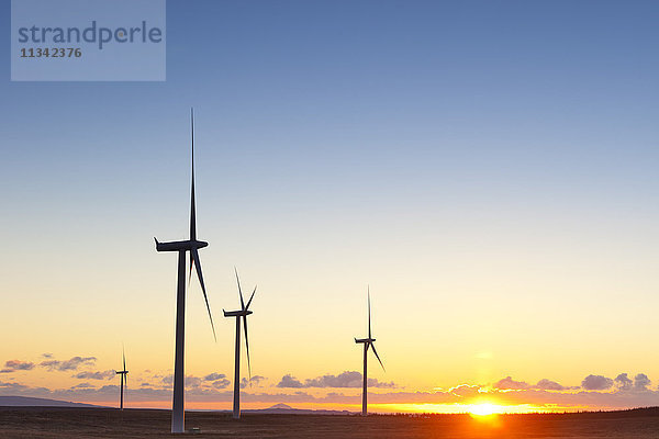 Windkraftanlagen bei Sonnenuntergang  Windpark Whitelee  Schottland  Vereinigtes Königreich  Europa
