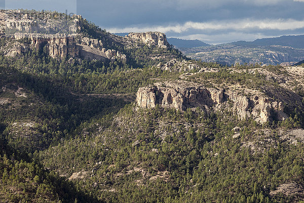 Vulkanisches Plateau der Sierra Tarahumara  oberhalb des Copper Canyon  Chihuahua  Mexiko  Nordamerika