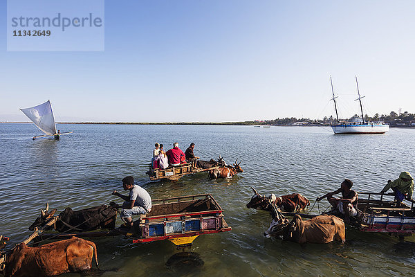 Tulear  Boot-zu-Land-Transfer mit Zebu-Karren für Touristen  südliches Gebiet  Madagaskar. Afrika