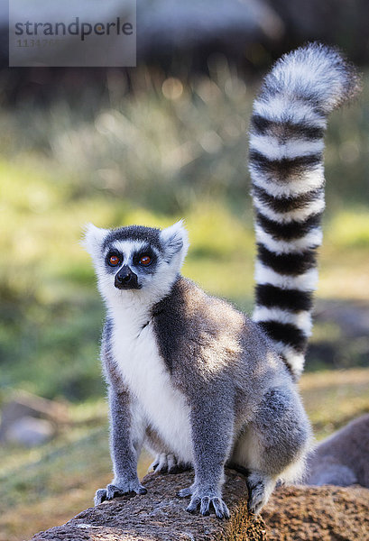 Ringelschwanzmakis (Lemur catta)  Anja-Reservat  Ambalavao  Zentralgebiet  Madagaskar  Afrika