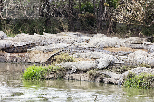 Krokodilfarm  Nilkrokodil (Crocodylus niloticus)  Antananarivo  Madagaskar  Afrika