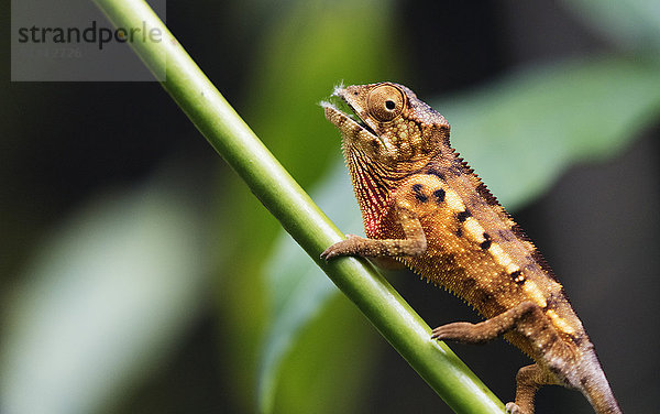 Pantherchamäleon (Furcifer pardalis)  Zoologischer Park Ivoloina  Tamatave  Madagaskar  Afrika