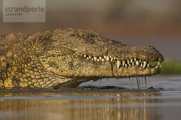 Nilkrokodil (Crocodylus niloticus)  Zimanga Private Game Reserve  KwaZulu-Natal  Südafrika  Afrika