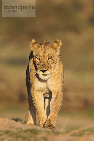 Löwin (Panthera leo) in der Kalahari  Kgalagadi Transfrontier Park  Nordkap  Südafrika  Afrika