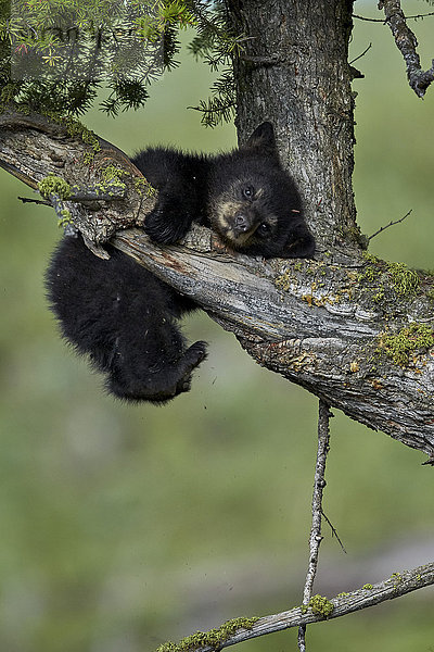Schwarzbär (Ursus americanus) Junges des Jahres oder Frühlingsjunges  Yellowstone National Park  Wyoming  Vereinigte Staaten von Amerika  Nord-Amerika