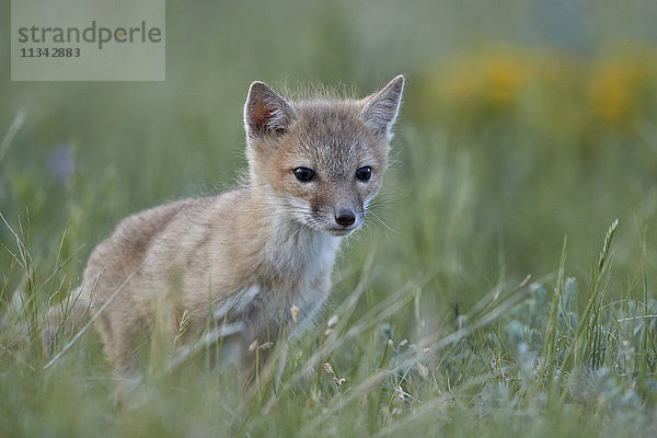 Mauersegler Fuchs (Vulpes velox)  Pawnee National Grassland  Colorado  Vereinigte Staaten von Amerika  Nordamerika