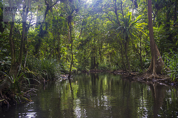 Yela-Ka-Wald-Schutzgebiet mit Ka-Bäumen (Terminalia carolinensis) im Yela-Tal  Kosrae  Föderierte Staaten von Mikronesien  Südpazifik