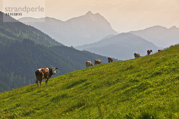 Kühe auf der Weide  Ackernalm  Sonnwengebirge  Tirol  Österreich  Europa