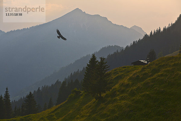 Mäusebussard  Ackernalm  Sonnwendgebirge  Tirol  Österreich  Europa