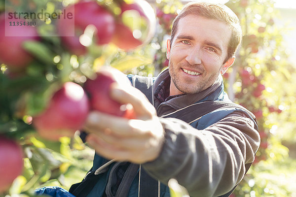 Portrait lächelnder Bauer beim Ernten reifer roter Äpfel im sonnigen Obstgarten