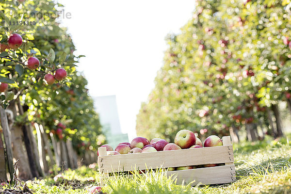 Kiste mit roten Äpfeln im sonnigen Obstgarten