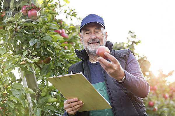 Männlicher Landwirt mit Klemmbrett  der Äpfel im Obstgarten inspiziert