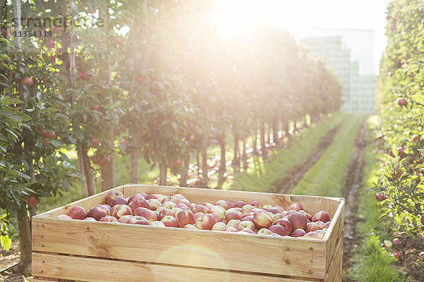 Rote Äpfel im Mülleimer im sonnigen Obstgarten