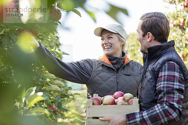 Lächelnde Bauern ernten Äpfel im Obstgarten