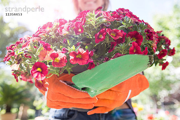 Frau trägt rosa blühende Pflanze im Garten