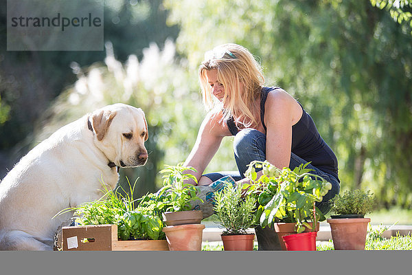 Labradorhund beobachtet Frau  die Pflanzen im Garten pflegt