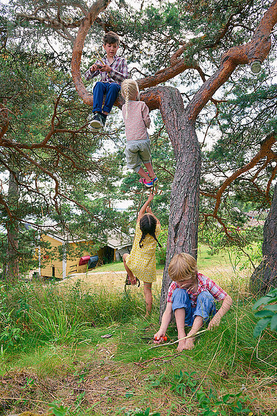 Gruppe junger Freunde spielt im Freien  klettert auf einen Baum